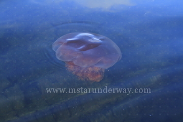 Jellyfish swimming in Shallow Bay on Sucia Island, WA