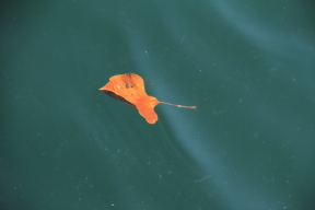 Leaf floating in Puget Sound